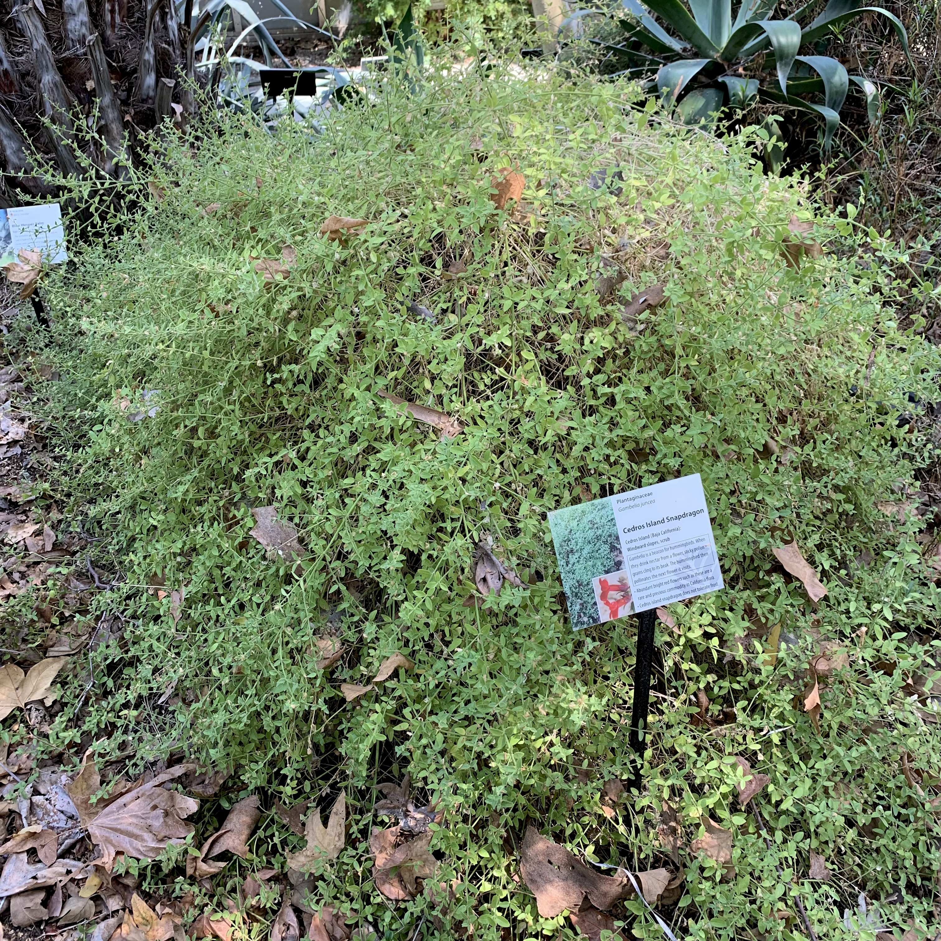 Photo of gambelia juncea